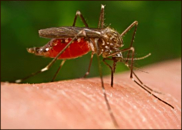 Growing failure of anti malaria drug treatment linked to parasite mutations